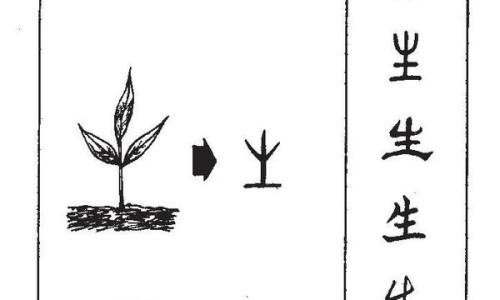 黄蜀葵花的产地及药用网黄蜀葵花的图片知识网站,分享黄蜀葵花图片大全大全